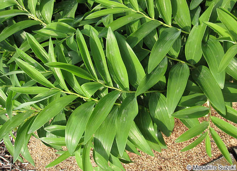 ナルコユリ Polygonatum falcatum