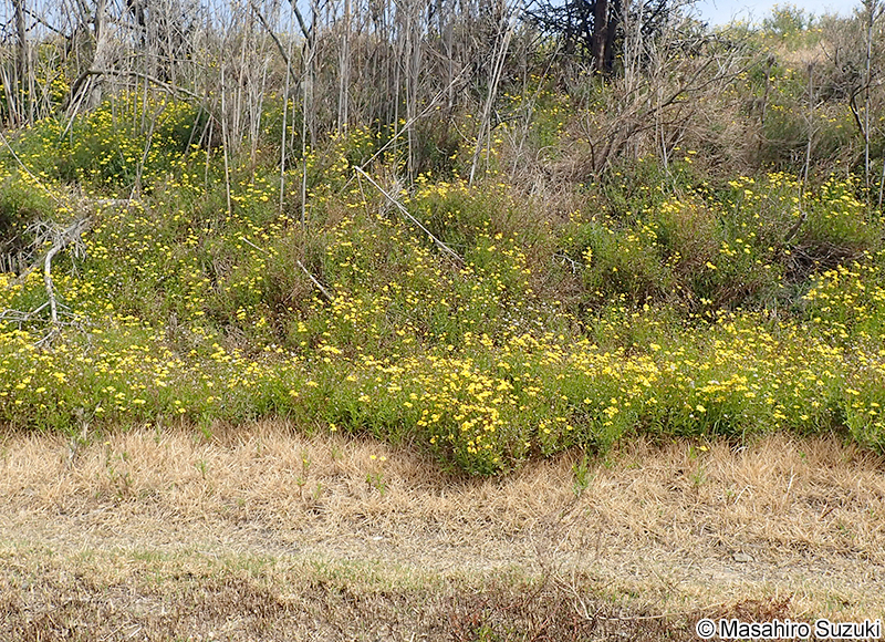 ナルトサワギク Senecio madagascariensis