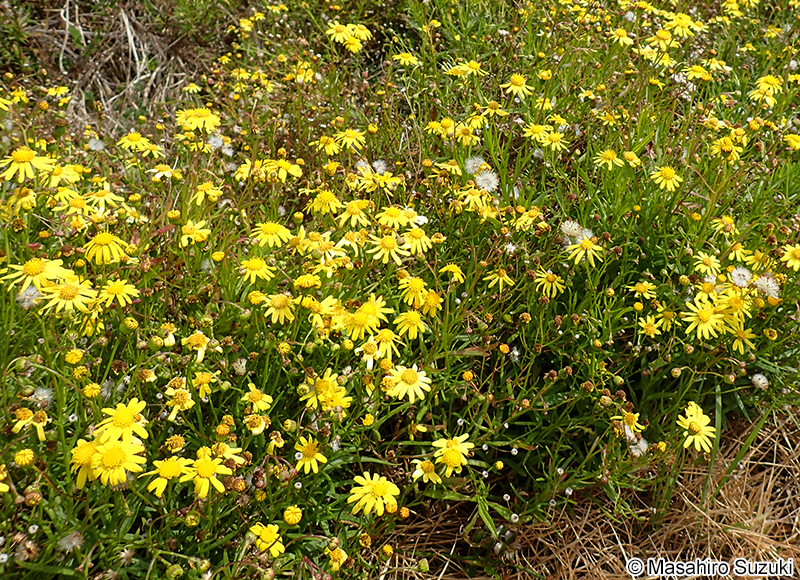 ナルトサワギク Senecio madagascariensis