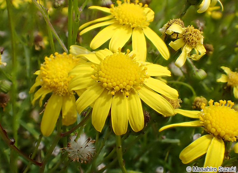 ナルトサワギク Senecio madagascariensis