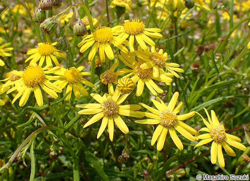 ナルトサワギク Senecio madagascariensis