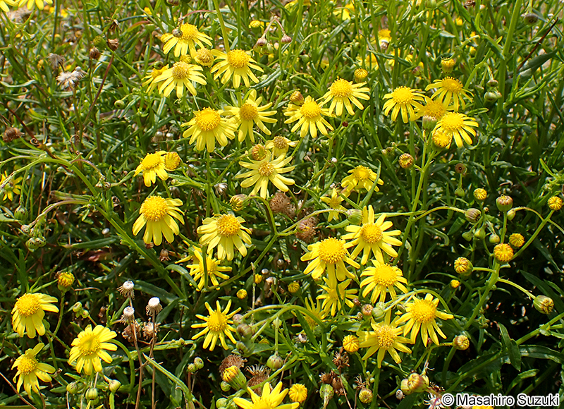 ナルトサワギク Senecio madagascariensis