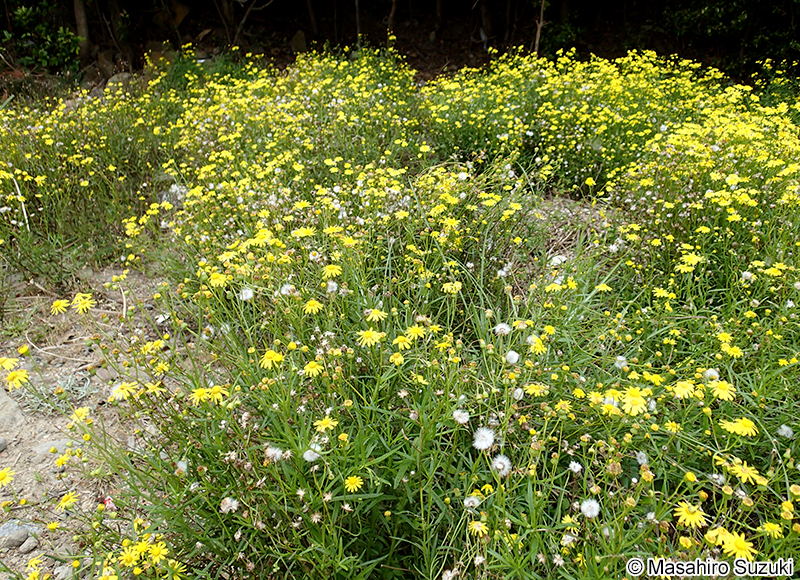 ナルトサワギク Senecio madagascariensis