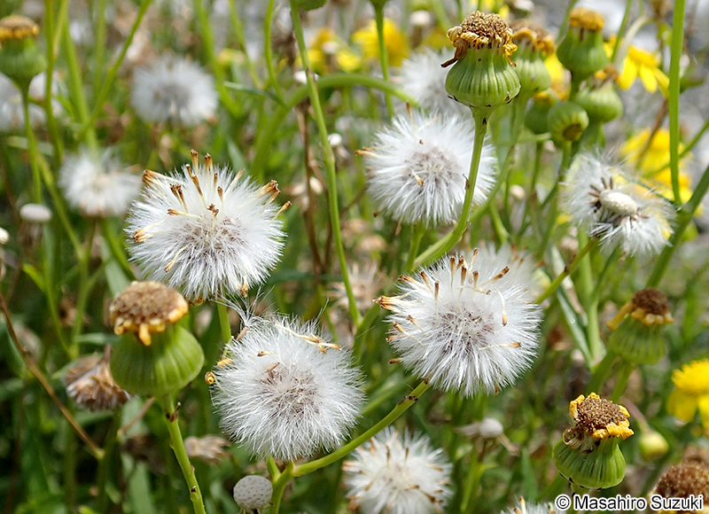 ナルトサワギク Senecio madagascariensis