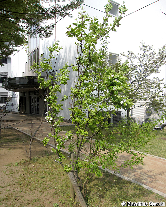 ヤマナシ Pyrus pyrifolia