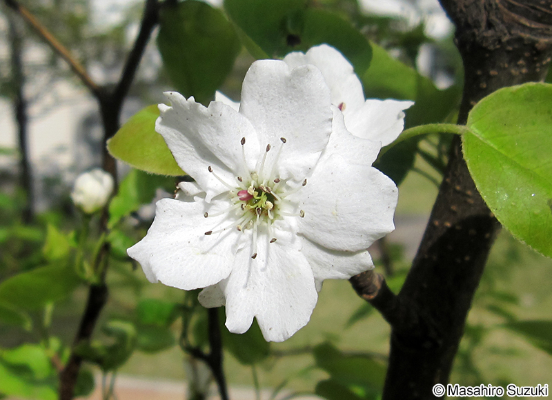 ヤマナシ Pyrus pyrifolia