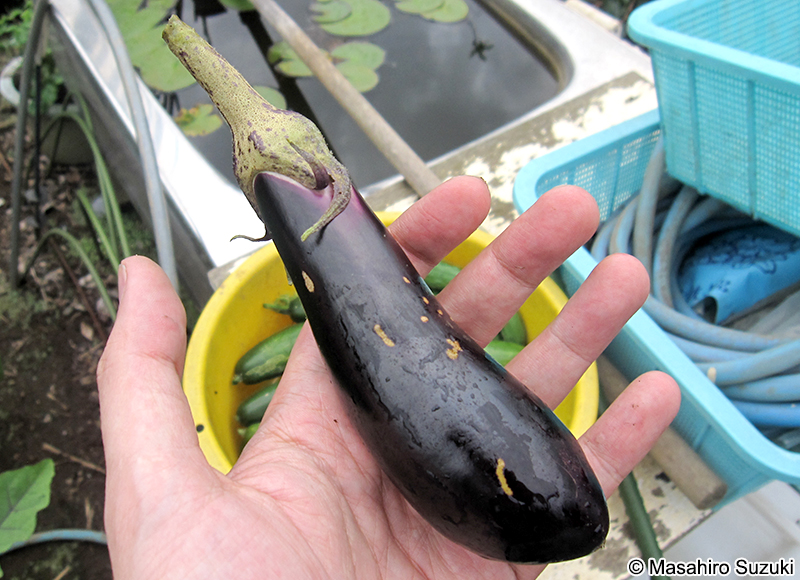 収穫したナス