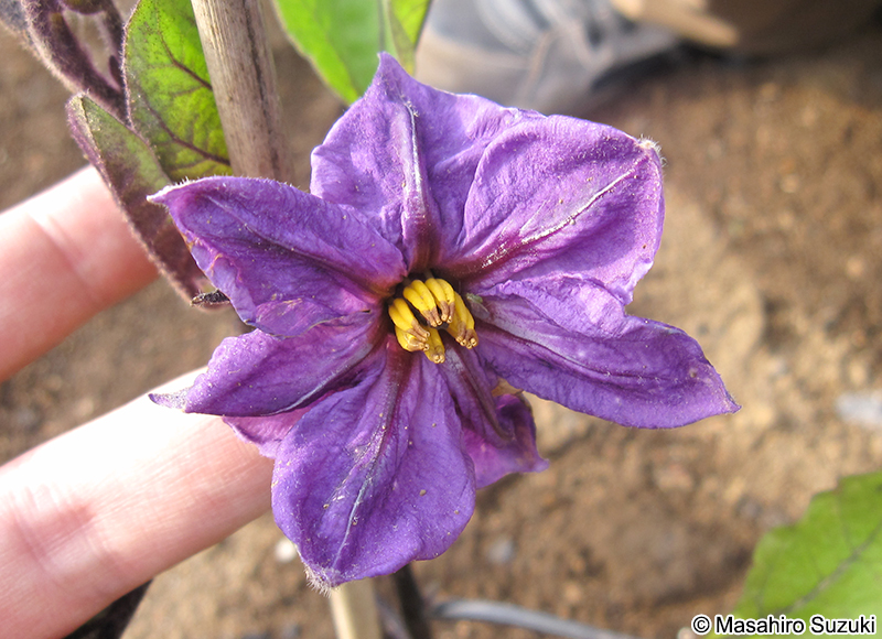 ナス Solanum melongena