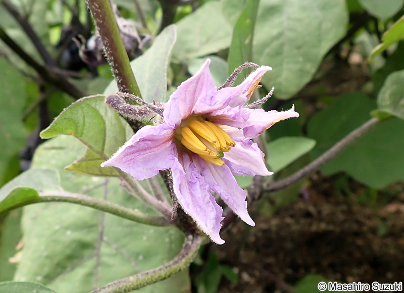 ナス Solanum melongena