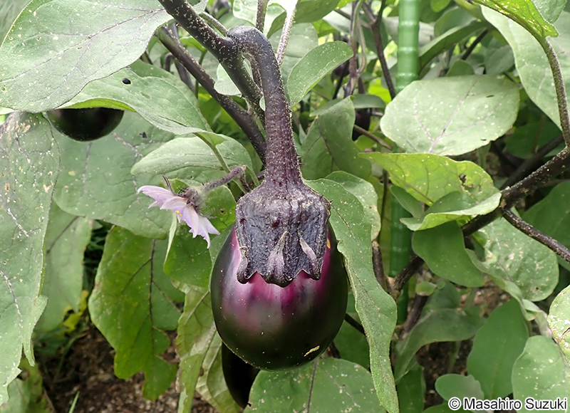 ナス Solanum melongena
