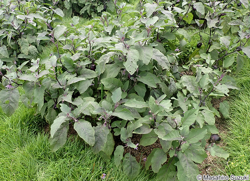 ナス Solanum melongena