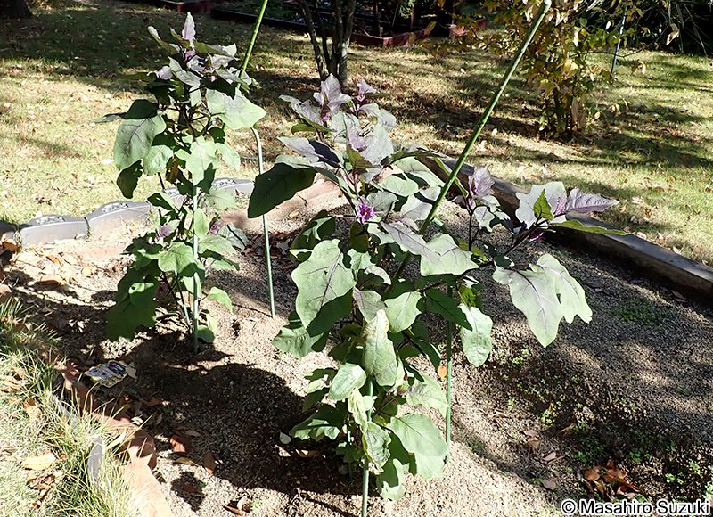 ナス Solanum melongena