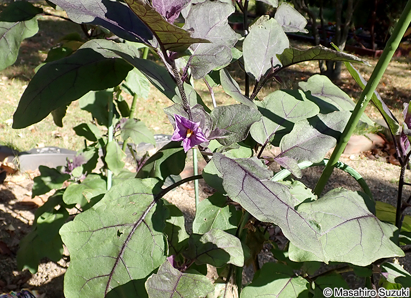 ナス Solanum melongena