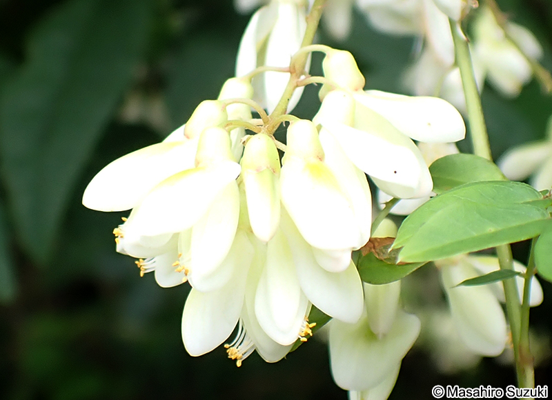 ナツフジ Wisteria japonica