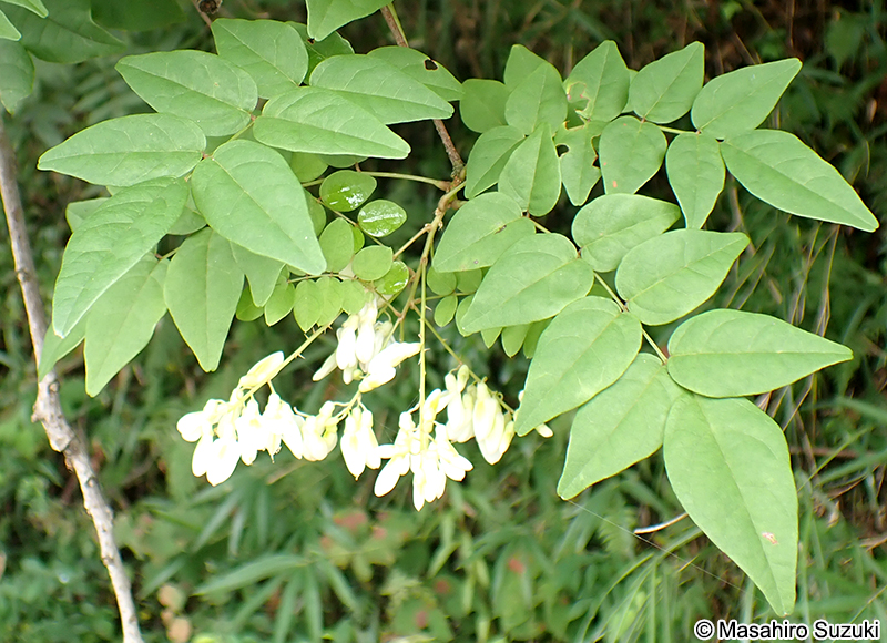 ナツフジ Wisteria japonica