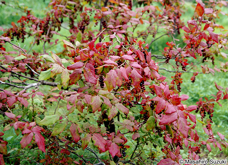 ナツハゼ Vaccinium oldhamii
