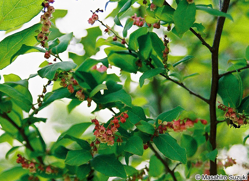 ナツハゼ Vaccinium oldhamii