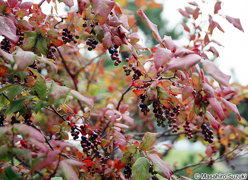 ナツハゼ Vaccinium oldhamii