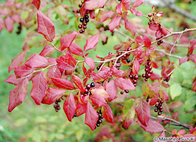 ナツハゼ Vaccinium oldhamii