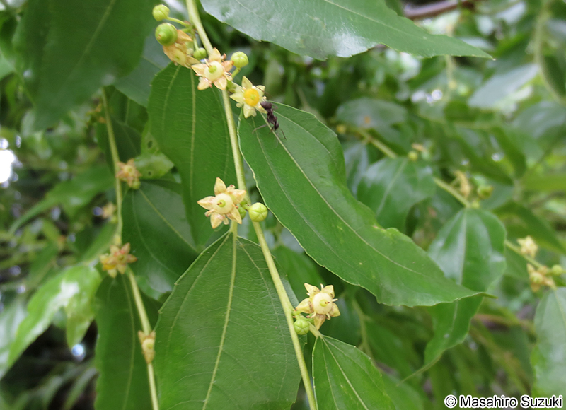 ナツメ Ziziphus jujuba