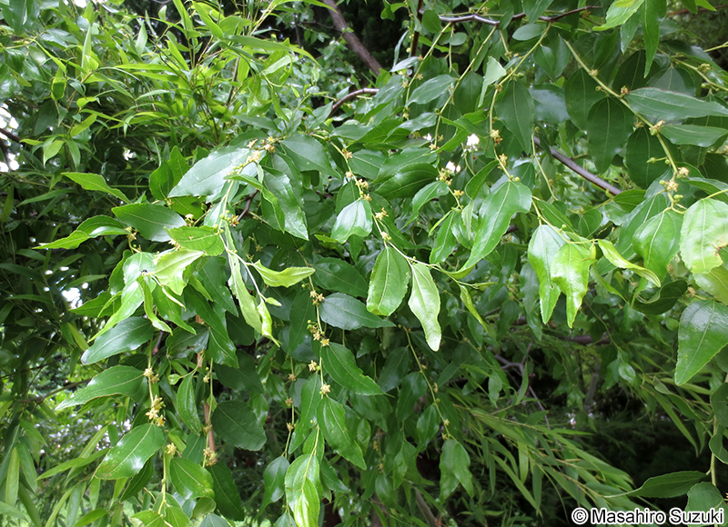 ナツメ Ziziphus jujuba