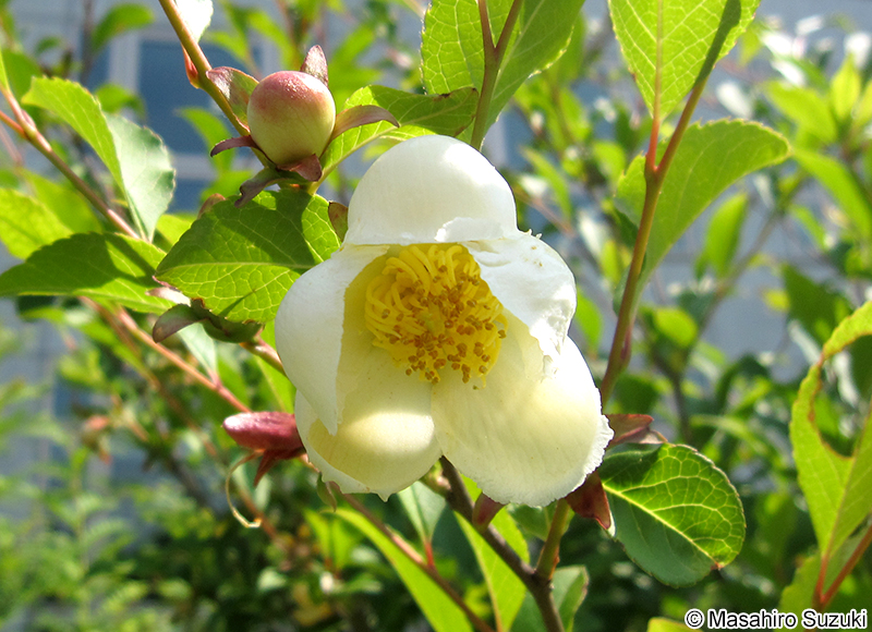 ナツツバキ Stewartia pseudocamellia