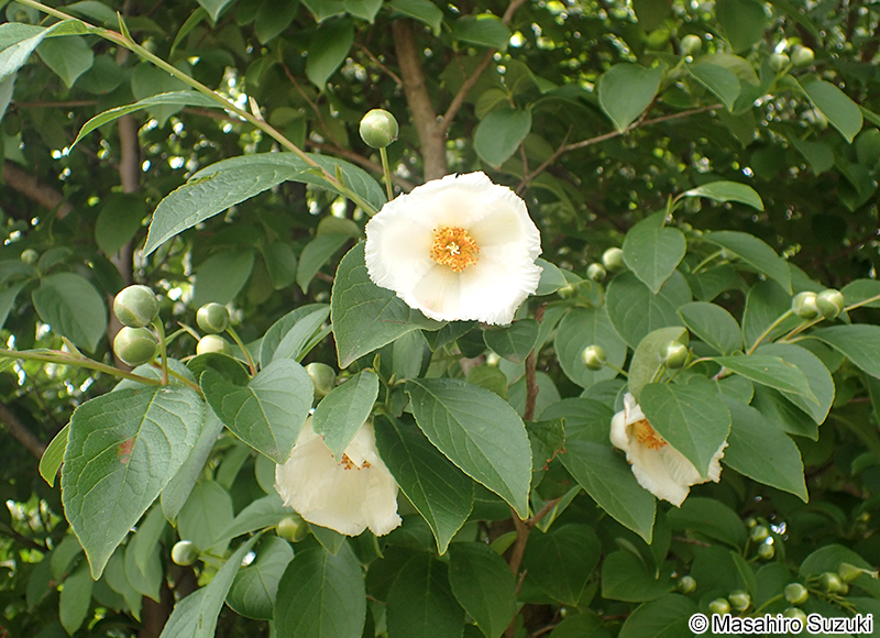 ナツツバキ Stewartia pseudocamellia