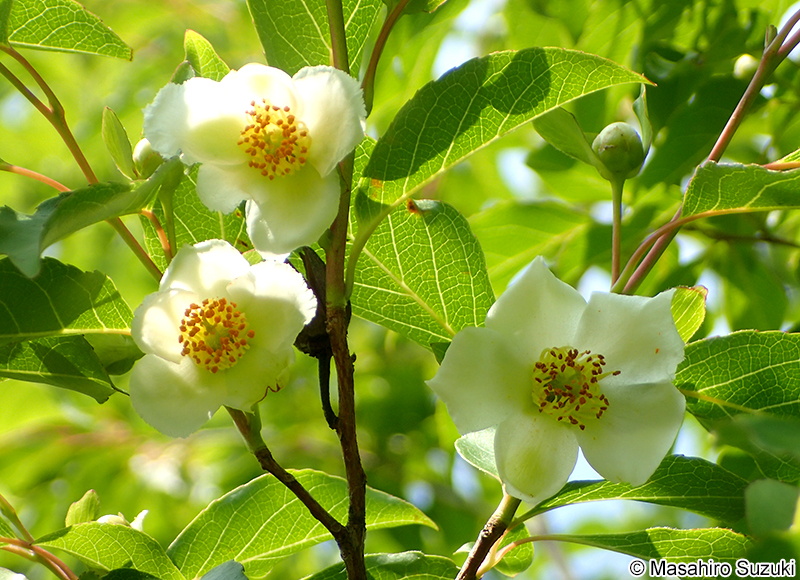 ナツツバキ Stewartia pseudocamellia