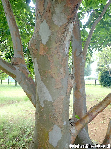 ナツツバキ Stewartia pseudocamellia