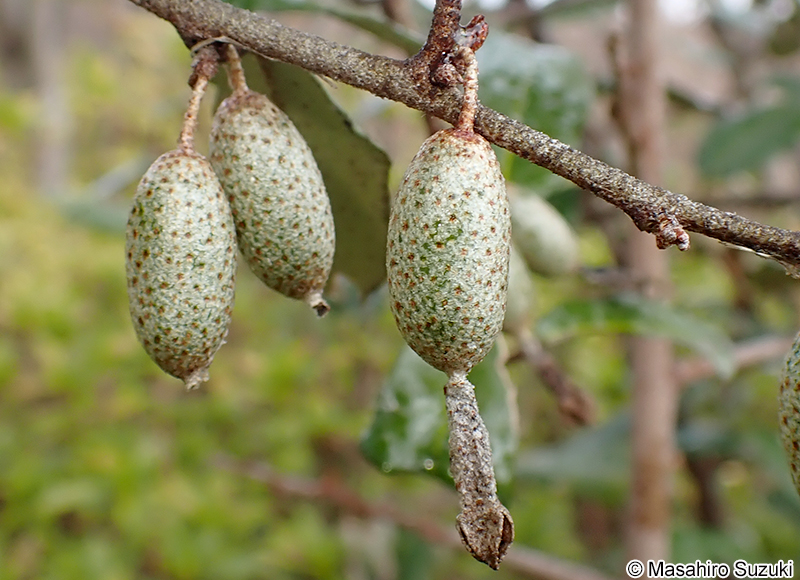 ナワシログミの果実