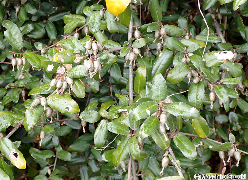 ナワシログミの果実