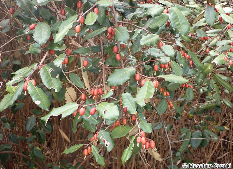 ナワシログミの果実