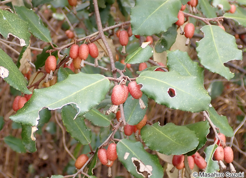 ナワシログミの果実