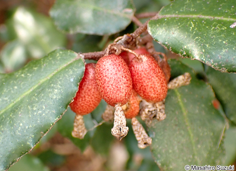 ナワシログミの果実