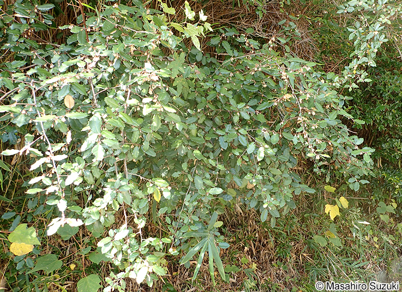 ナワシログミ Elaeagnu pungens