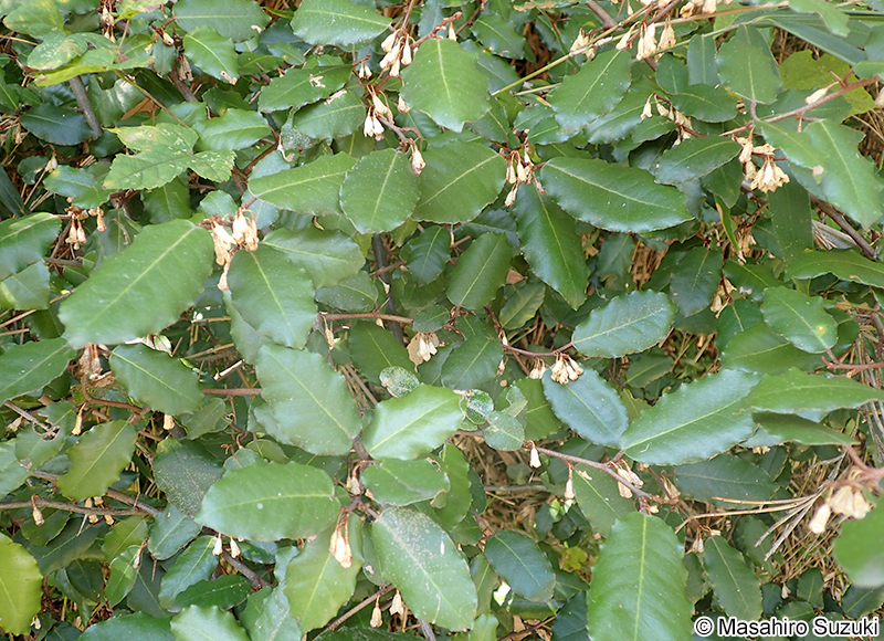 ナワシログミ Elaeagnu pungens