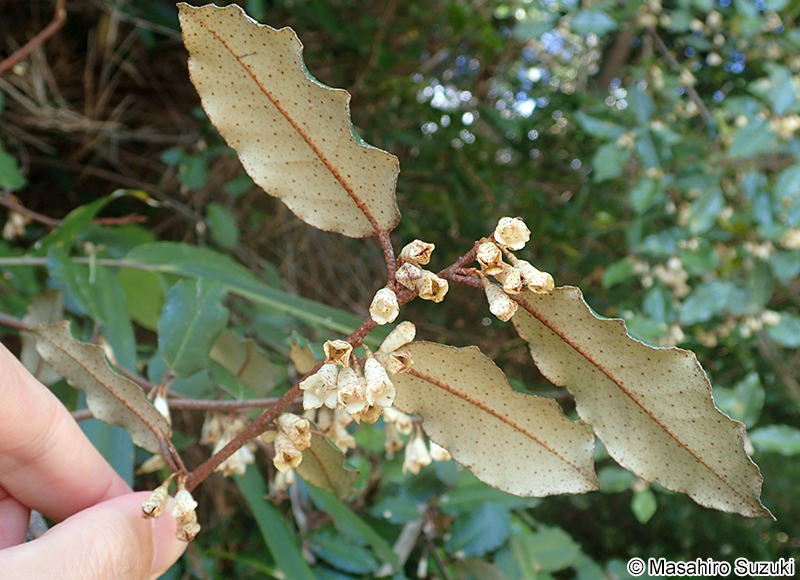 ナワシログミ Elaeagnu pungens