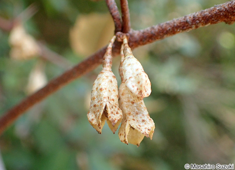 ナワシログミ Elaeagnu pungens
