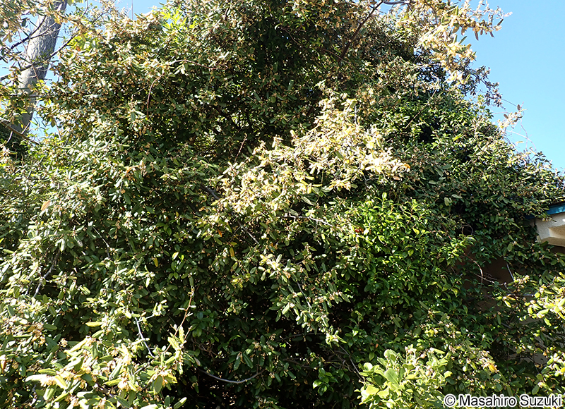 ナワシログミ Elaeagnu pungens