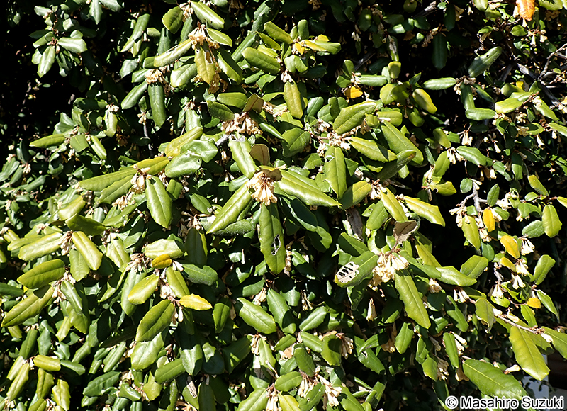 ナワシログミ Elaeagnu pungens