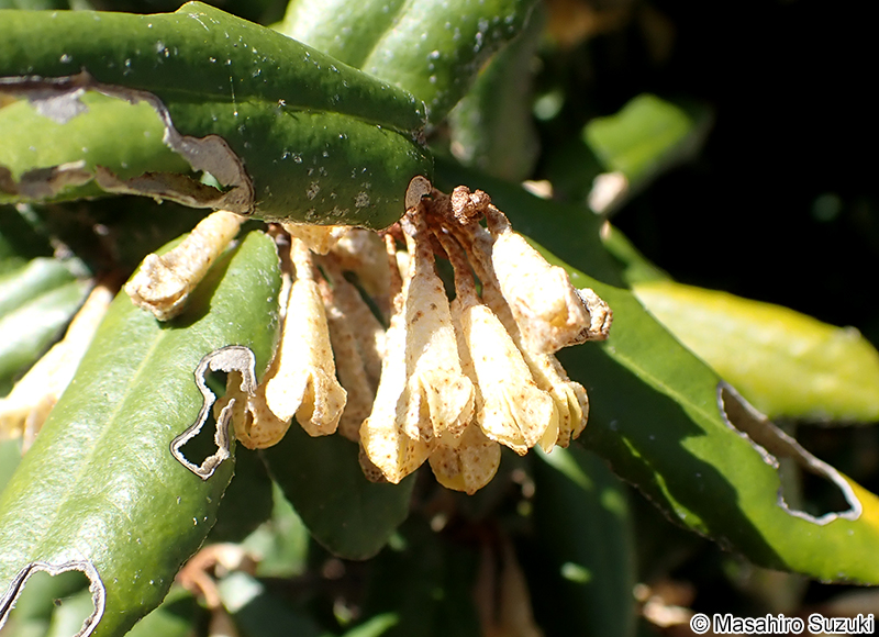 ナワシログミの花