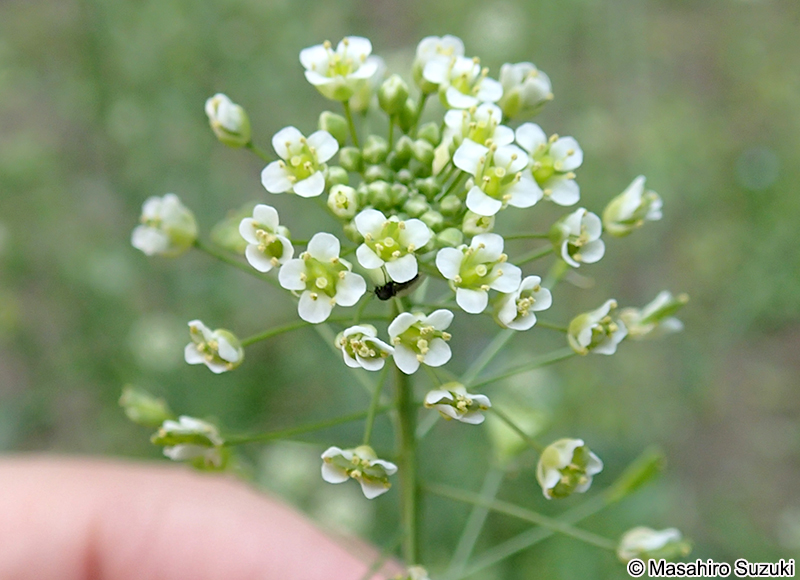 ナズナ Capsella bursa-pastoris var. triangularis