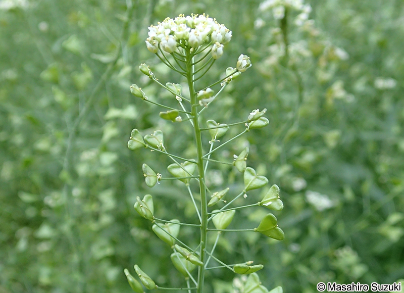 ナズナ Capsella bursa-pastoris var. triangularis