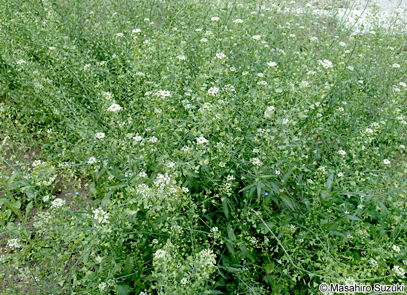 ナズナ Capsella bursa-pastoris var. triangularis