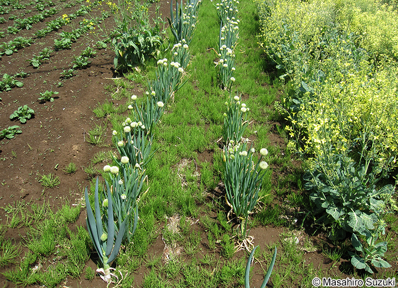 ネギ Allium fistulosum