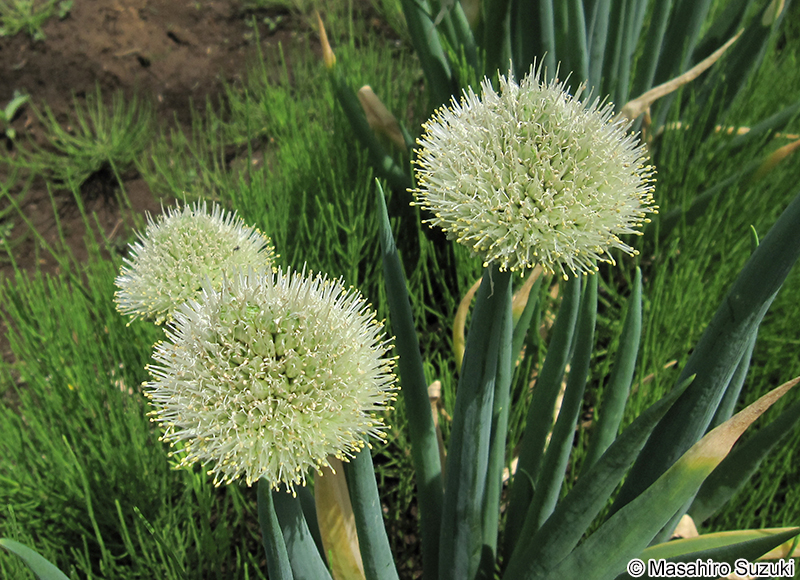 ネギ Allium fistulosum