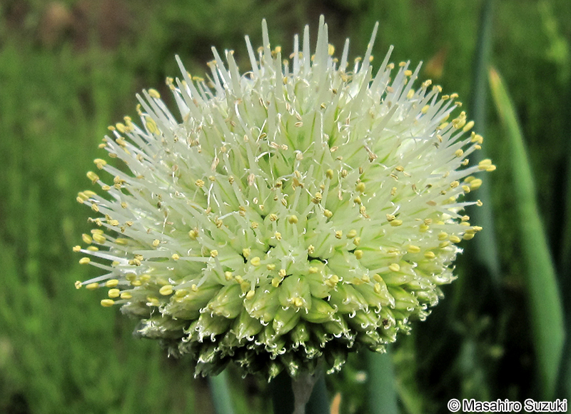 ネギ Allium fistulosum
