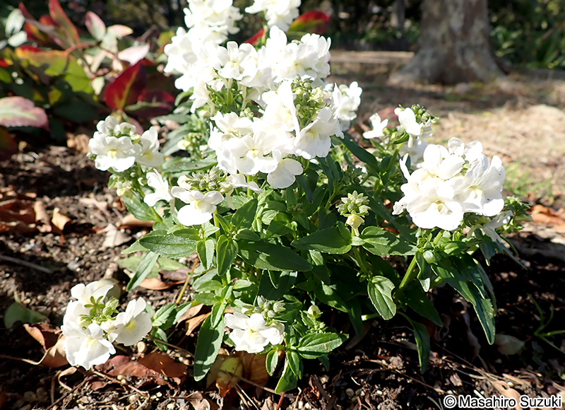 ネメシア Nemesia