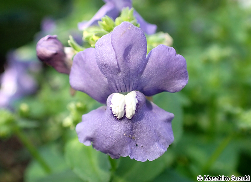 ネメシア Nemesia