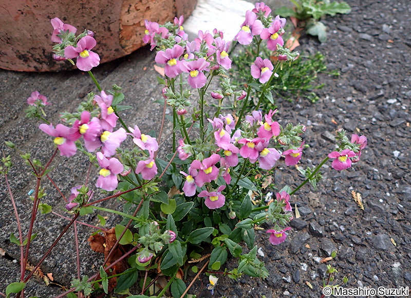 ネメシア Nemesia